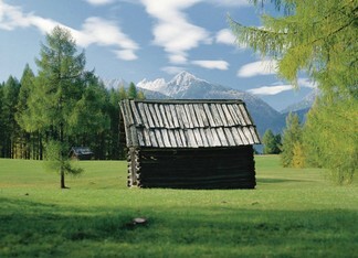 Lärchenwald Holzleiten
